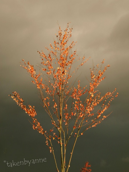 fall leaves and stormy sky