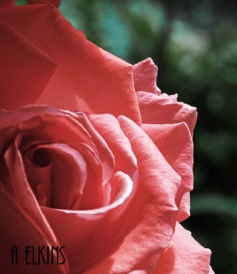 roses 5
