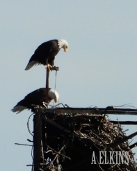 Eagles looking into nest